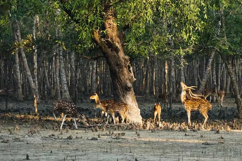Sundarban-ship Package